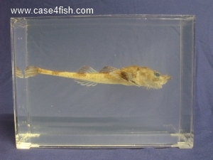Foto Galerie/Perciformes/Cottoidei/Agonus cataphractus/Agonus cataphractus_01_S.jpg